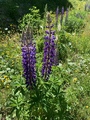 Hagelupin (Lupinus polyphyllus)