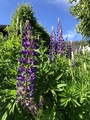 Hagelupin (Lupinus polyphyllus)