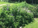 Hagelupin (Lupinus polyphyllus)