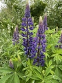 Hagelupin (Lupinus polyphyllus)