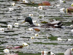 Mallard (Anas platyrhynchos)