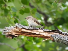 Spotted Flycatcher (Muscicapa striata)