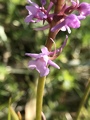 Brudespore (Gymnadenia conopsea)