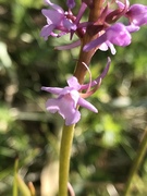 Brudespore (Gymnadenia conopsea)