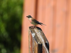 Linnet (Linaria cannabina)