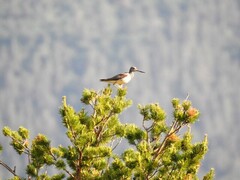 Common Greenshank (Tringa nebularia)
