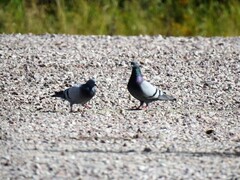 Feral Pigeon (Columba livia domestica)