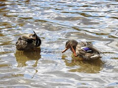 Mallard (Anas platyrhynchos)