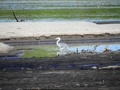 Gråhegre (Ardea cinerea)