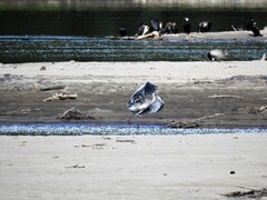 Gråhegre (Ardea cinerea)