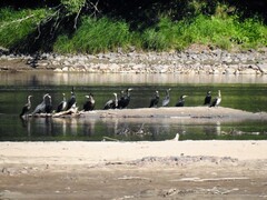 Great Cormorant (Phalacrocorax carbo)