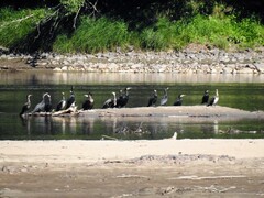 Storskarv (Phalacrocorax carbo)