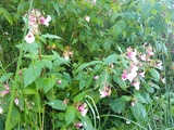 Kjempespringfrø (Impatiens glandulifera)