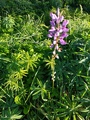 Hagelupin (Lupinus polyphyllus)