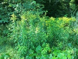 Kanadagullris (Solidago canadensis)