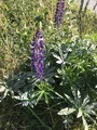 Hagelupin (Lupinus polyphyllus)