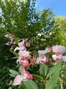 Kjempespringfrø (Impatiens glandulifera)