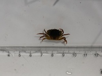 Strandkrabbe (Carcinus maenas)