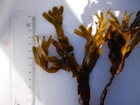 Blæretang (Fucus vesiculosus)