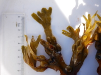 Blæretang (Fucus vesiculosus)