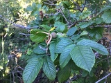 Rynkerose (Rosa rugosa)