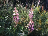 Hagelupin (Lupinus polyphyllus)