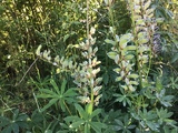 Hagelupin (Lupinus polyphyllus)