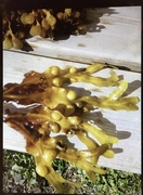 Blæretang (Fucus vesiculosus)