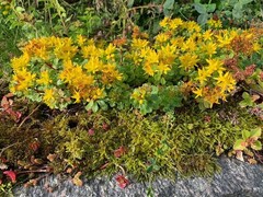 Sibirbergknapp (Phedimus hybridus)