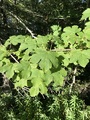 Platanlønn (Acer pseudoplatanus)