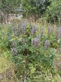 Hagelupin (Lupinus polyphyllus)