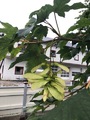 Platanlønn (Acer pseudoplatanus)