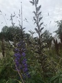 Hagelupin (Lupinus polyphyllus)