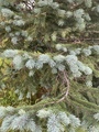 Sitkagran/lutzgran (Picea sitchensis/×lutzii)