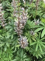 Hagelupin (Lupinus polyphyllus)