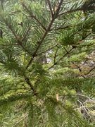 Sitkagran/lutzgran (Picea sitchensis/×lutzii)