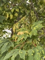 Platanlønn (Acer pseudoplatanus)