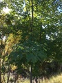 Platanlønn (Acer pseudoplatanus)