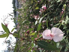 Kjempespringfrø (Impatiens glandulifera)