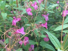 Kjempespringfrø (Impatiens glandulifera)