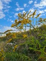 Kanadagullris (Solidago canadensis)