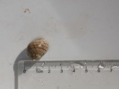 Strandsnegler (Littorina)