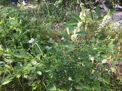 Hvitsteinkløver (Melilotus albus)