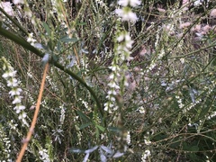 Hvitsteinkløver (Melilotus albus)