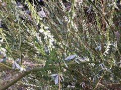 Hvitsteinkløver (Melilotus albus)