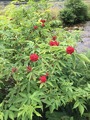 Rødhyll (Sambucus racemosa)