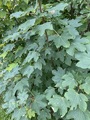 Platanlønn (Acer pseudoplatanus)