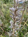 Hagelupin (Lupinus polyphyllus)