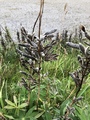 Hagelupin (Lupinus polyphyllus)