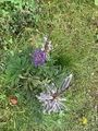 Hagelupin (Lupinus polyphyllus)